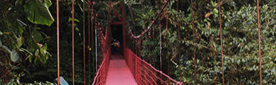 Image of red bridge in the forest