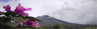 Image of a flower and mountain in San Jose, Costa Rica