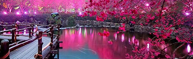 Image of Pond in Japan