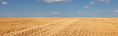 Field of wheat in Kansas