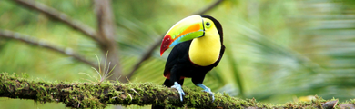 Image of a Toucan 