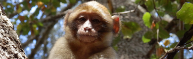 Image of Old World Monkey from Ifrane, Morocco