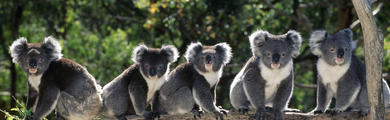 Image of koalas 