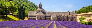Image of lavender fields in France
