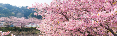 Image of cherry blossoms in Japan 