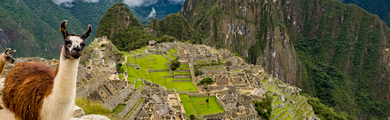 Image of a llama at Machu Picchu 