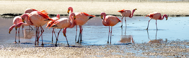 Image of flamingoes in Bolivia 
