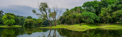 Image of Taiping Lake Gardens in Perak, Malaysia 