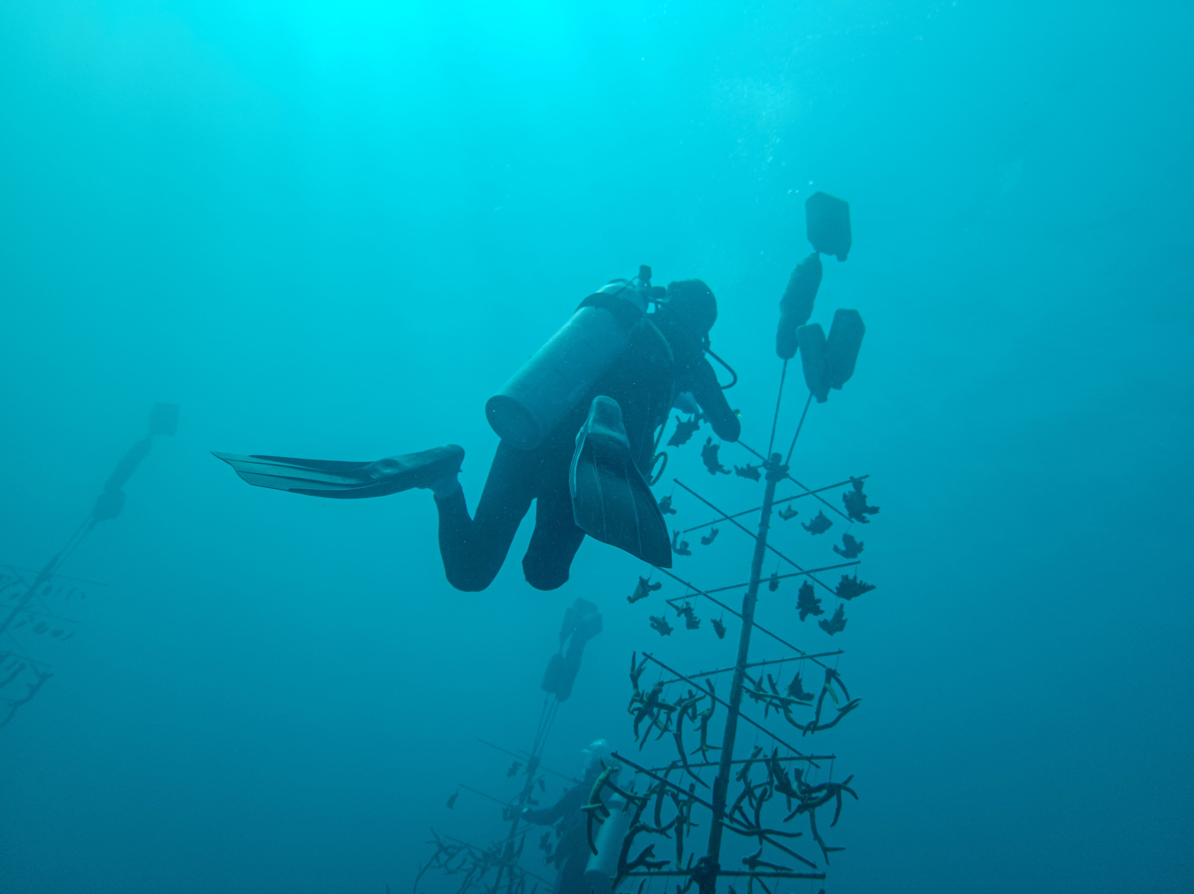 Image of student scuba diving