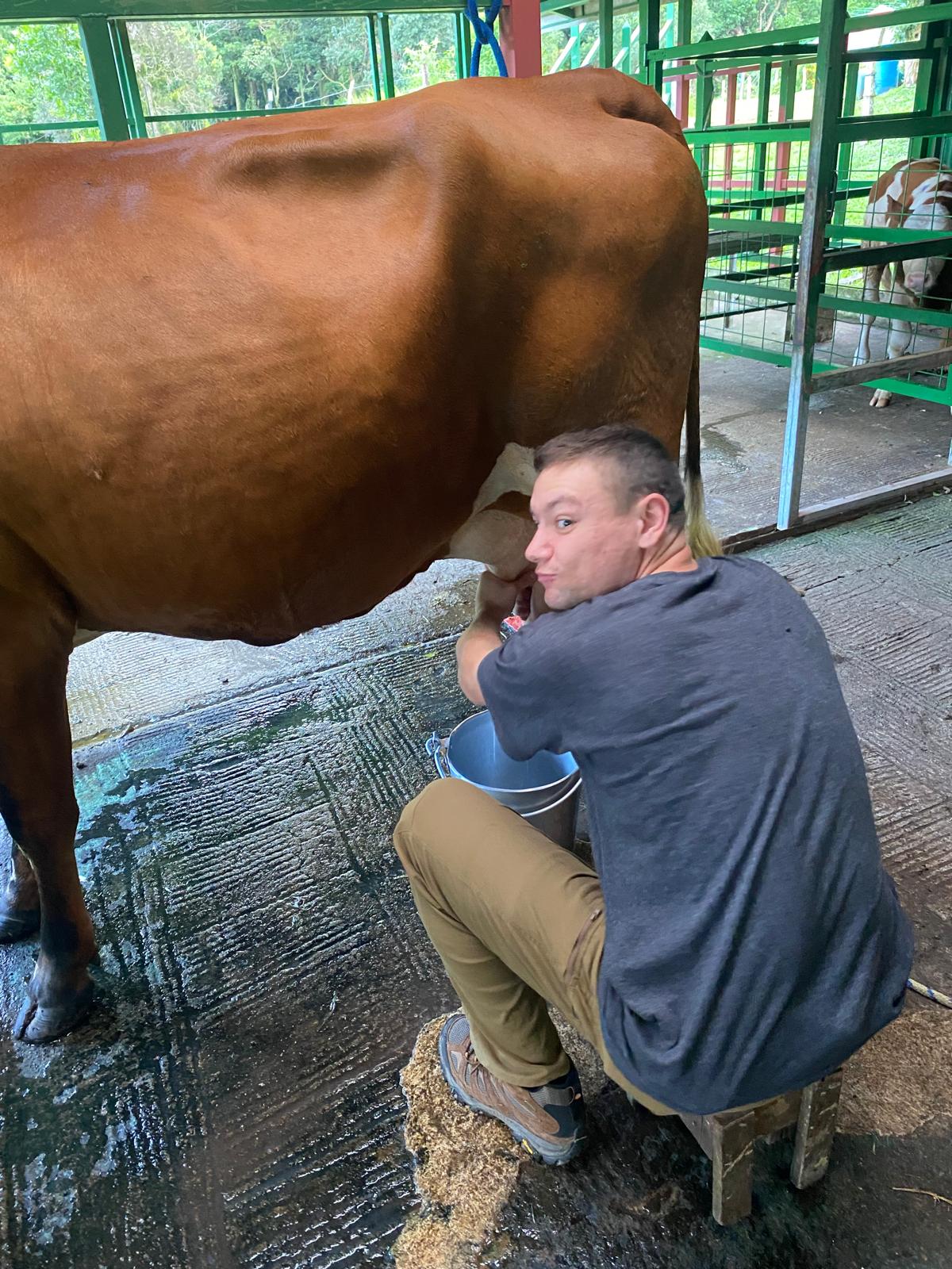 Image of James milking a cow.