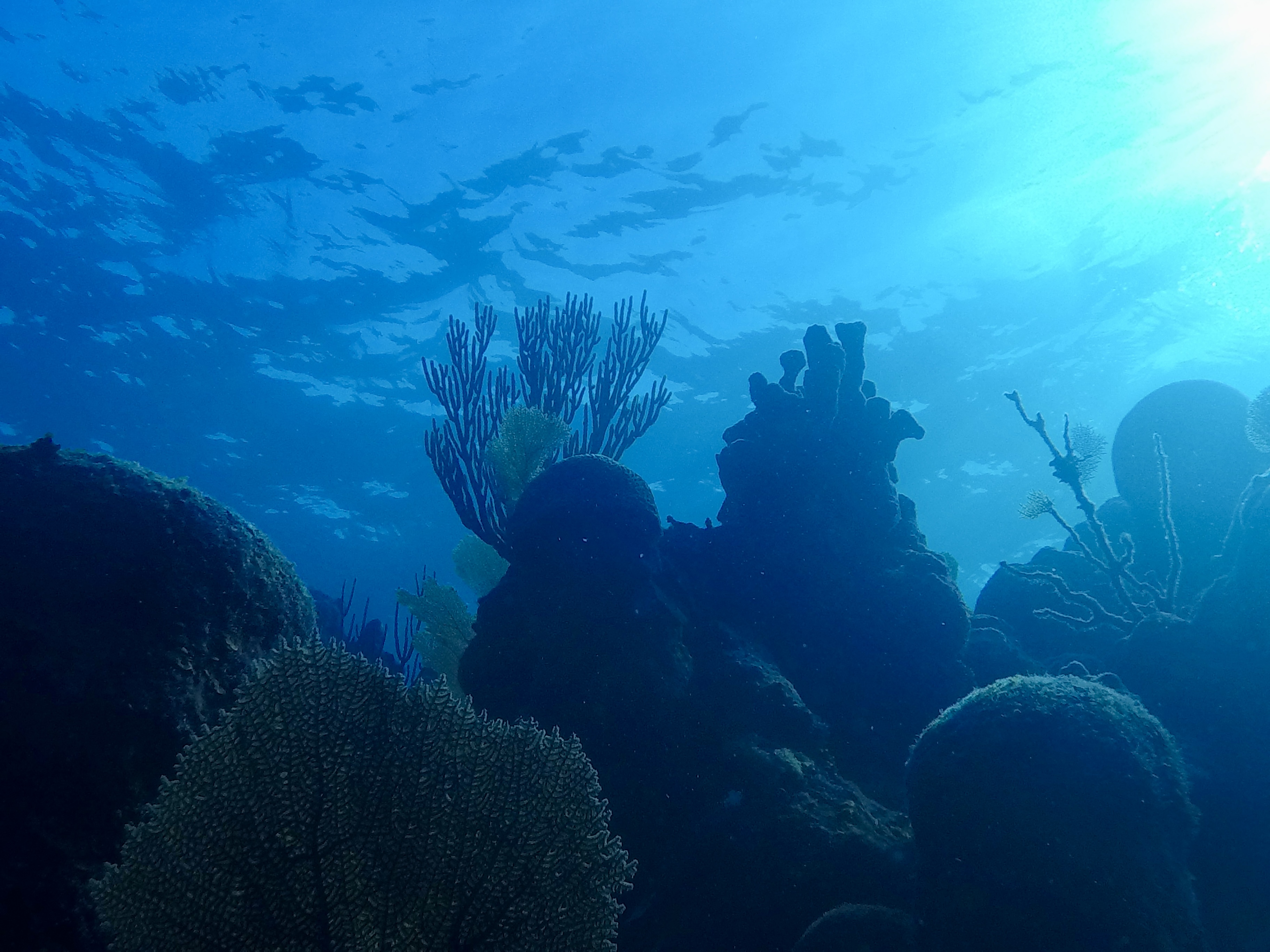 Underwater image of a coral reef