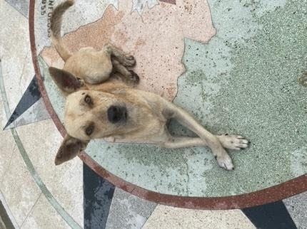 A dog laying on a tiled street.