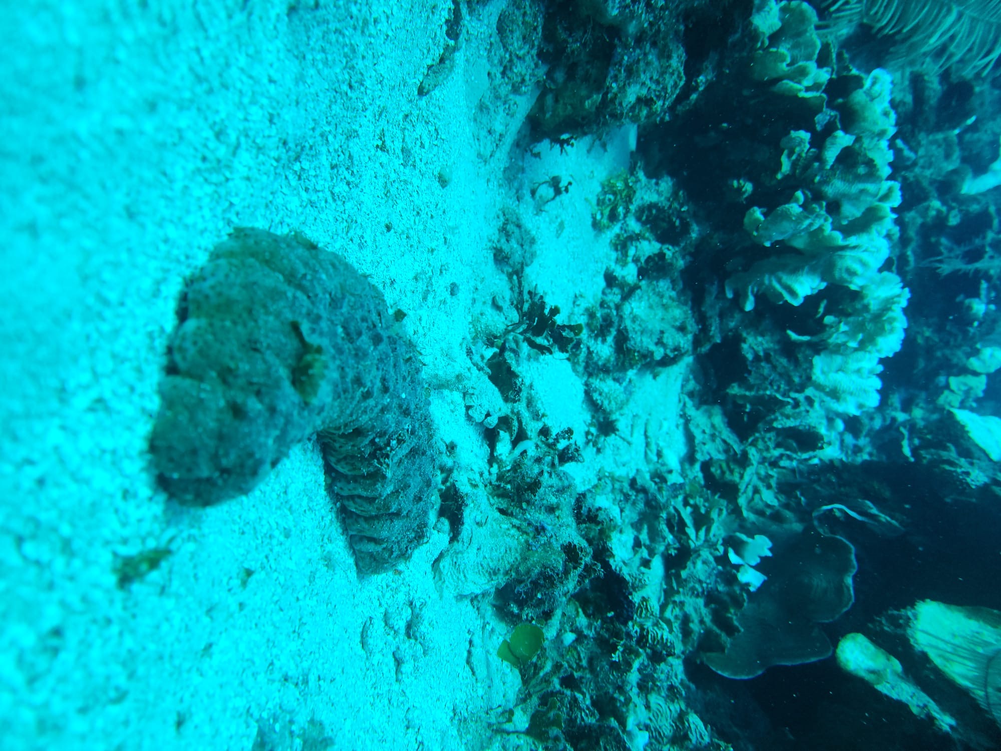 Underwater image of a sea cucumber